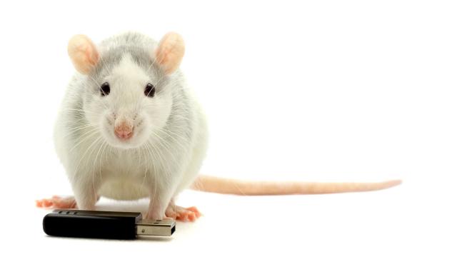 What is Sleep? - How Scientists Know Rats Make Memories