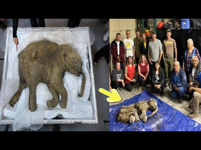 Incredible well preserved baby mammoth discovered in Canada