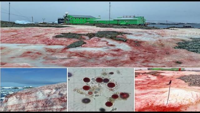 Blood Red Snow at Ukrainian Antarctic Station