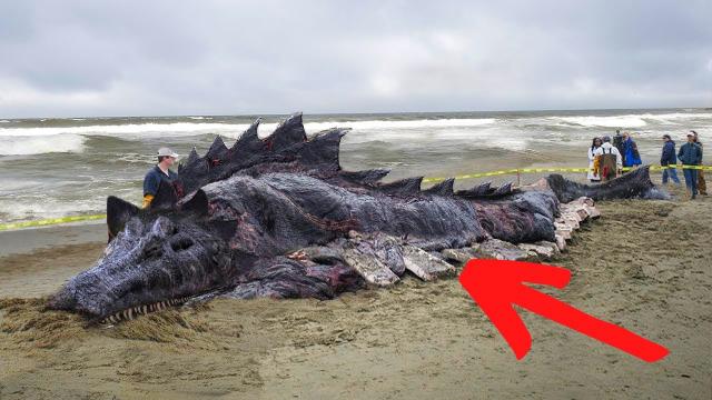 The Creepiest And Strangest Creature Recently Discovered In The Ocean - Real Sea Monster