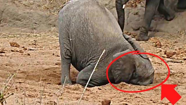What This Elephant Pulled Out After Digging For 11 Hours Might Shock You ! !