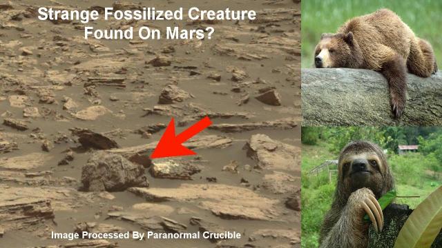 Strange Fossilized Creature Or Statue Found On Mars?
