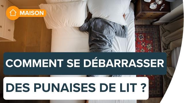 Comment se débarrasser des punaises de lit ? | Futura