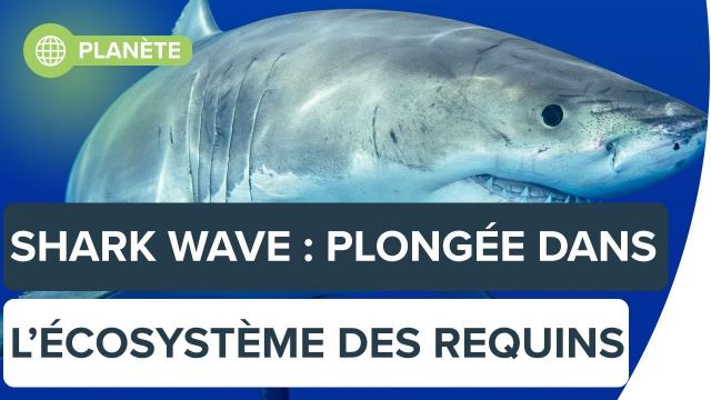 Shark Wave : plongée dans l'écosystème des requins | Futura