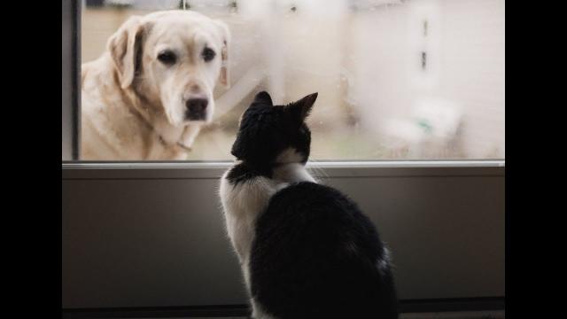 This Cat’s Favorite Soldier Finally Returned Home, And The Kitty’s Reception Said It All