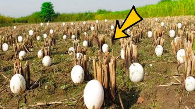 Farmer Finds Strange Eggs Among His Crops – He Bursts Into Tears When They Hatch