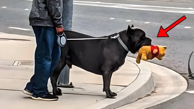 Lost Pitt Bull Came Back With Teddy Bear, Owner Started Crying After Discovering Who It Belonged To