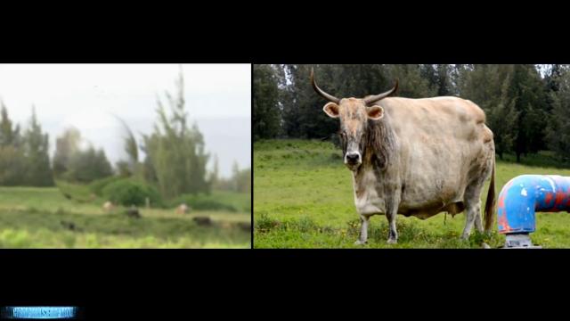 FBI Investigation Cattle Alien Abduction! Cow Mutilation Traumatizes Family 2016
