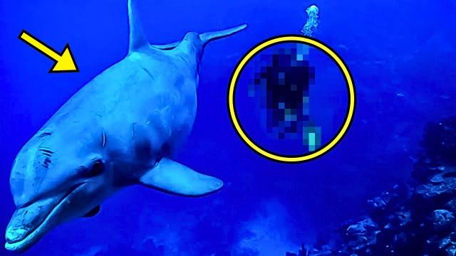 Diver Searches For Missing Man, Then Sees Wild Dolphin, Acting Strange Follows It, And This Happens