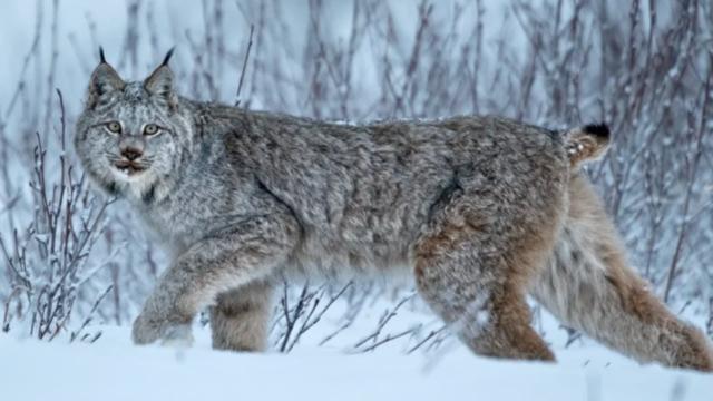 This Lynx Visits This Horse in the Village Farm - You Won't Believe What Happens Next !
