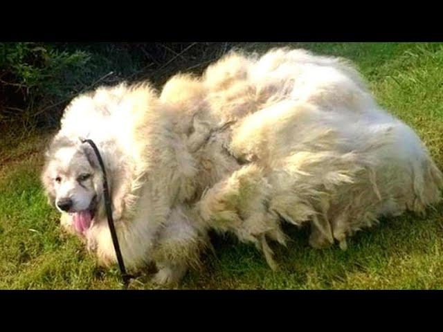 Dog Neglected For Years Finally Gets A Haircut That Uncovers His Real Identity