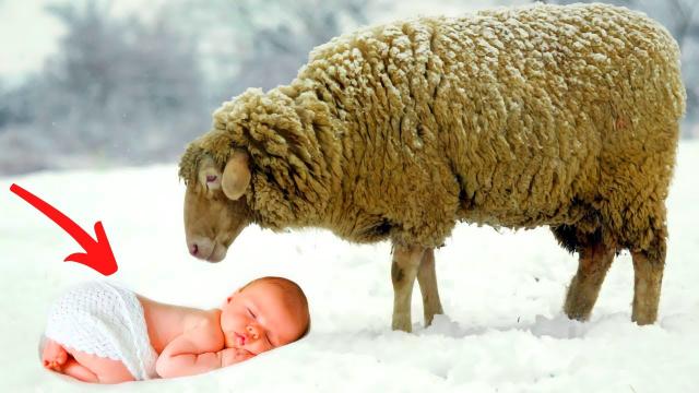 Farmer finds a miracle baby covered in snow and his sheep helped keep her warm!