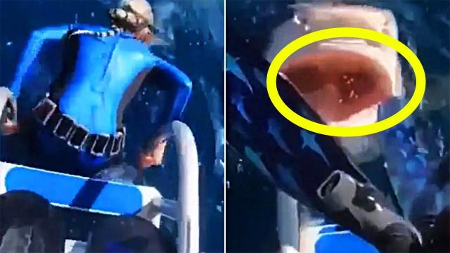Woman comes face to face with shark just as she's about to snorkel