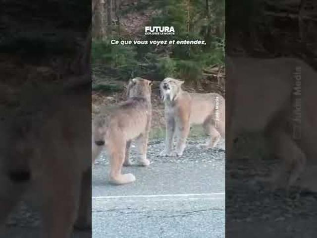 Les sons des lynx quand ils défendent leur territoire !