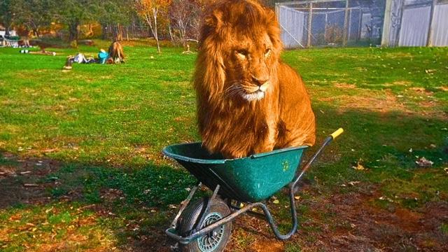 Lion Refuses To Leave Wheelbarrow - When Examined By Vet , He Turns Pale