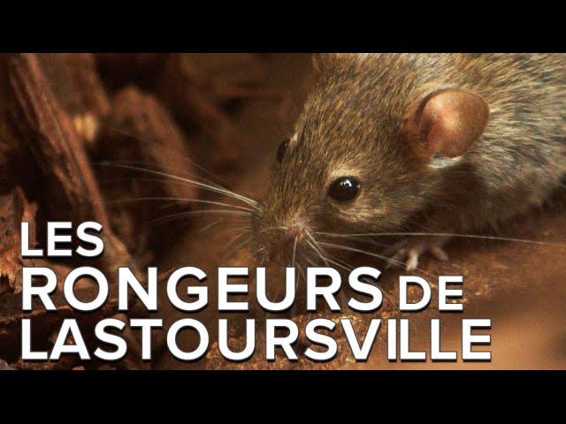 Un astucieux piège aide à identifier les rongeurs des grottes de Lastoursville