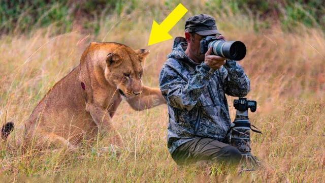 Lioness Asks Photographer For Help, He Is Amazed To Find Out Why