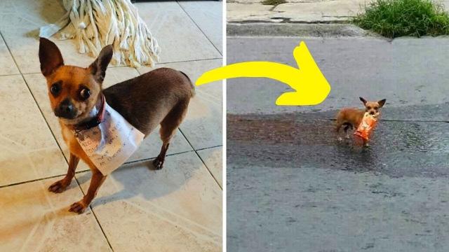 Quarantined Mexican bloke sends pooch to the store to get Cheetos