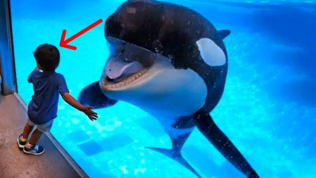 Orca Keeps Following Boy – What The Orca Did Next Shocked Everyone !