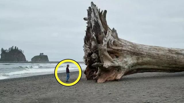 Woman Finds Massive Tree Washed Ashore, Then She Sees A Carved Warning Message On The Trunk