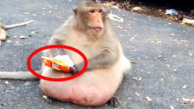 This Monkey Was Spotted In The Wild – Vet Is Shocked When He Realizes Why It Is So Huge