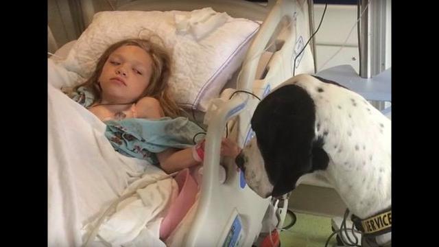 This Giant Dog Approaches A Little Girl’s Sickbed, And The Straps On His Back Reveal Why He’s There