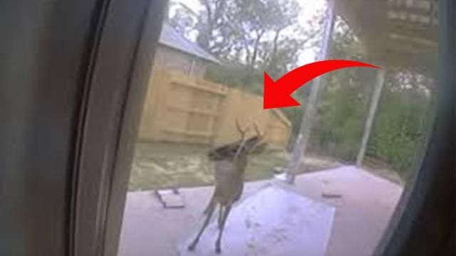 Deer Tries To Show Family Something In Backyard – When They See It, They Call 911