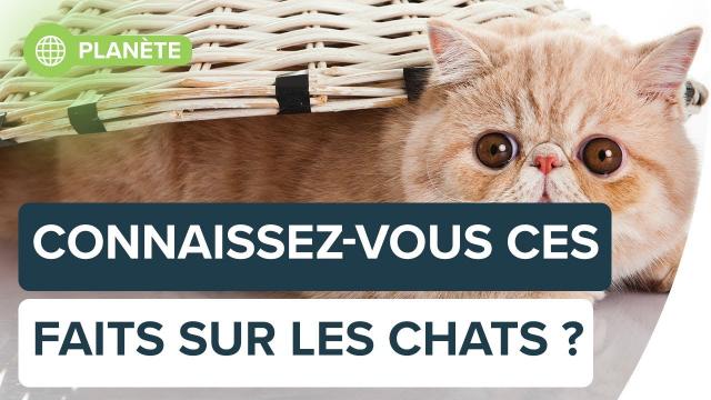 Connaissez-vous ces faits sur les chats ? | Futura