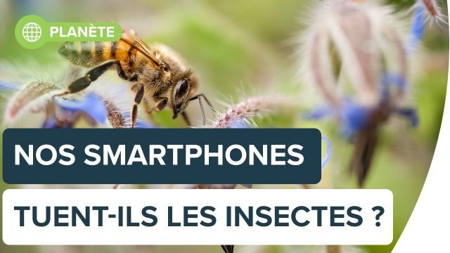 Nos smartphones tuent-ils les insectes ? | Futura