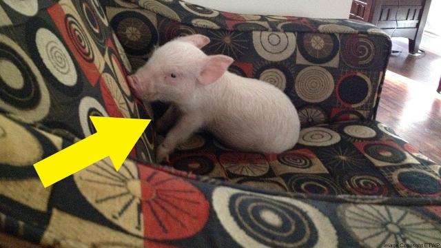 Couple That Adopts A Micro Pig Soon Learns That They Missed One Crucial Detail