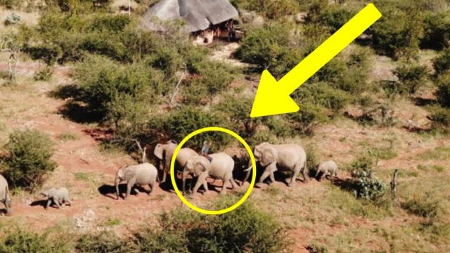 Tourist Notices Something On Elephant's Back - When He Takes A Closer Look, He Calls The Police