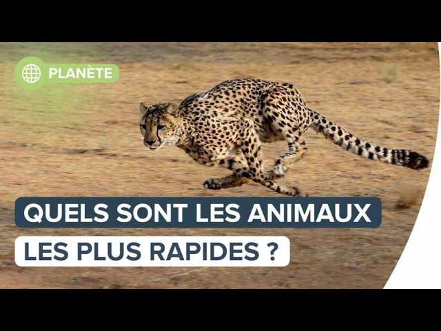 Quels sont les animaux les plus rapides ? | Futura