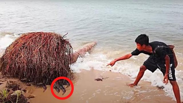 Man Finds Palm Tree On The Beach And He Accidentally Spots Creatures Hiding In The Roots