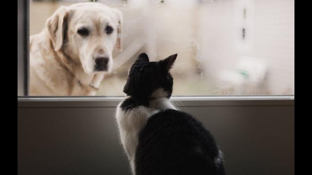 When This Cat Met His New Puppy Siblings, Their Owner Captured The Tense Face off On Camera