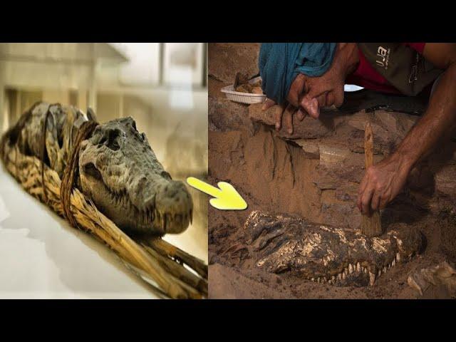 Amazing Mummified crocodiles Discovered in an Egyptian tomb