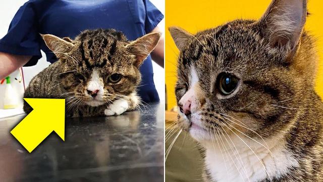 A Man Who Adopted A Stray Kitten Learned That They Shared An Unlikely Connection