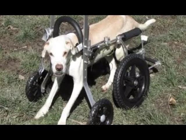 This Family Finds A Paralyzed Dog But Decides To Try The IMPOSSIBLE