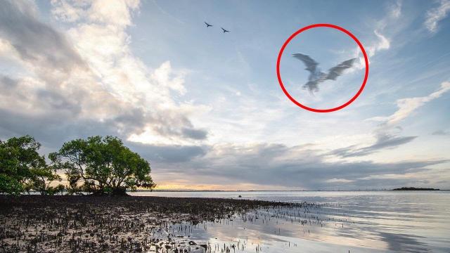 Is It an Alien? Strange Flying Object Caught on Tape, Unknown Creature Footage 2017