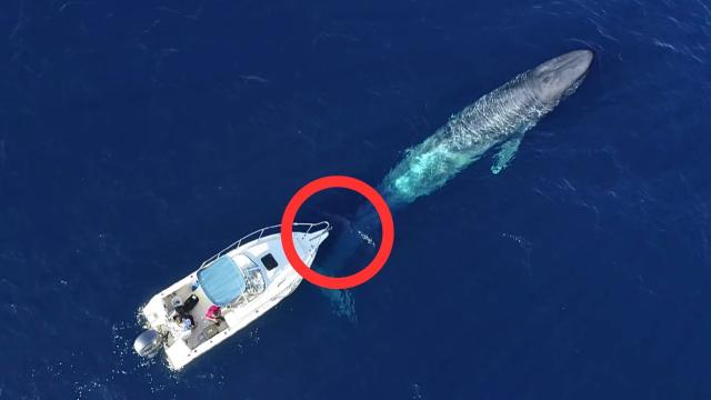 Whale Won't Leave Boat Alone, Then They Realize She's Taking Them Somewhere