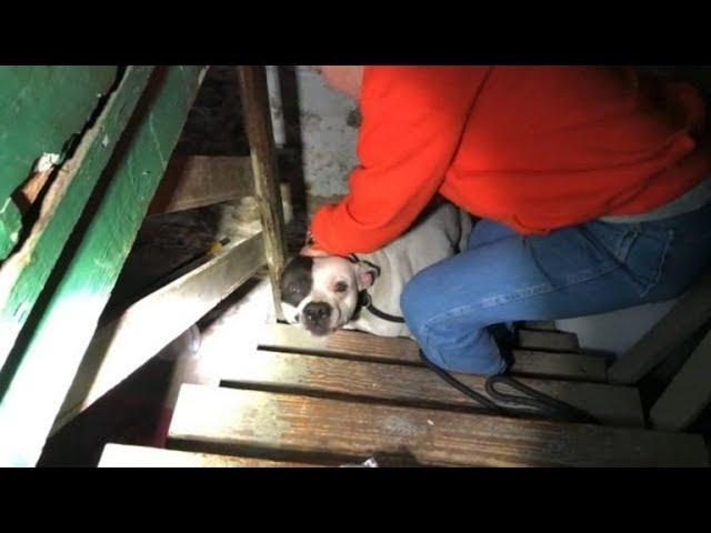 A Man Bought a House and Found a Chained Pitbull Abandoned in the Basement