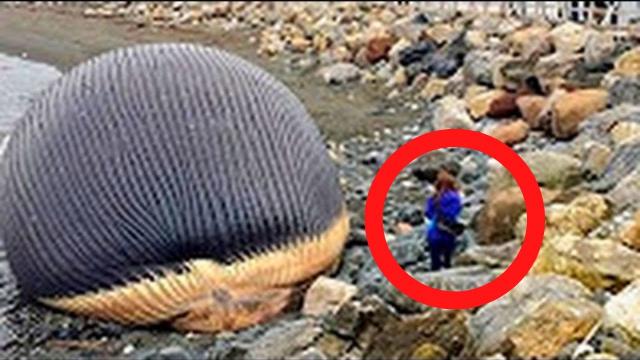 When This Guy Approached Dead Whale on The Beach Something  Crazy Happened !