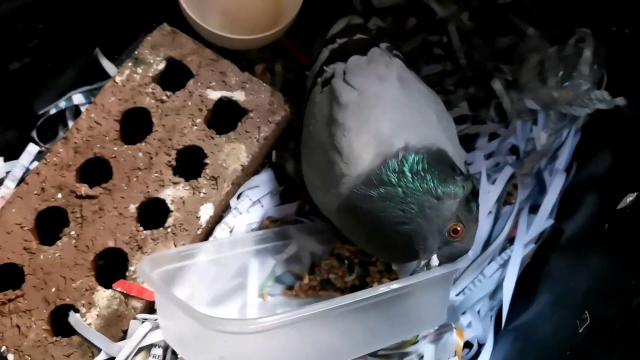 Injured pigeon gets help THE SECRET VET