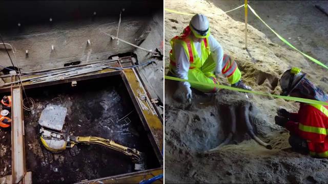 Workers Were Excavating LA’s Metro When They Uncovered The Remains Of Two Gigantic Ice Age Beasts