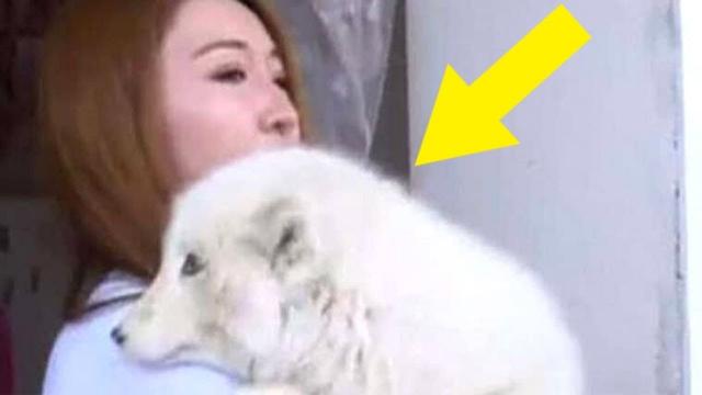 This Woman Thought She Bought a Puppy, However She Ended Up With Something Straight Out of The Wild