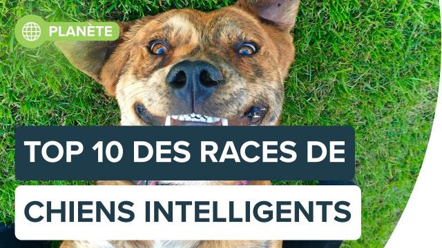 Le top 10 des races de chiens les plus intelligents | Futura