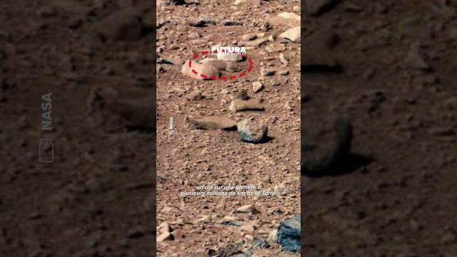 Une tête d’ours photographiée à la surface de Mars ?