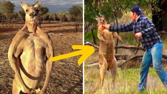 This Brave Australian Man Punches Attacking Kangaroo in the Face to Save His Dog’s Life