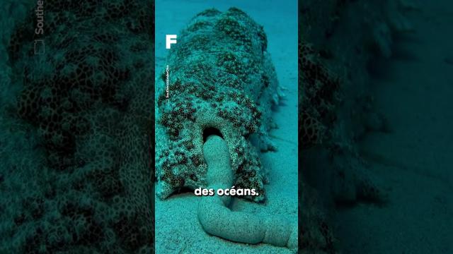 La limace de mer ou le nettoyeur des océans pour la biodiversité !