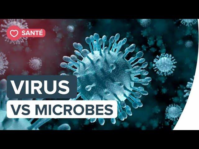 Bactéries et virus : quelles sont les différences ? | Futura