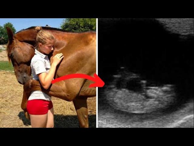Horse Keeps Hugging Pregnant Woman   When Doctor Looks At Ultrasound He Calls The Police